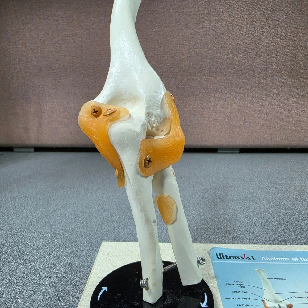 Ultrassist Human Elbow Joint Anatomy Model Life Size‎ White Excellent Ligaments